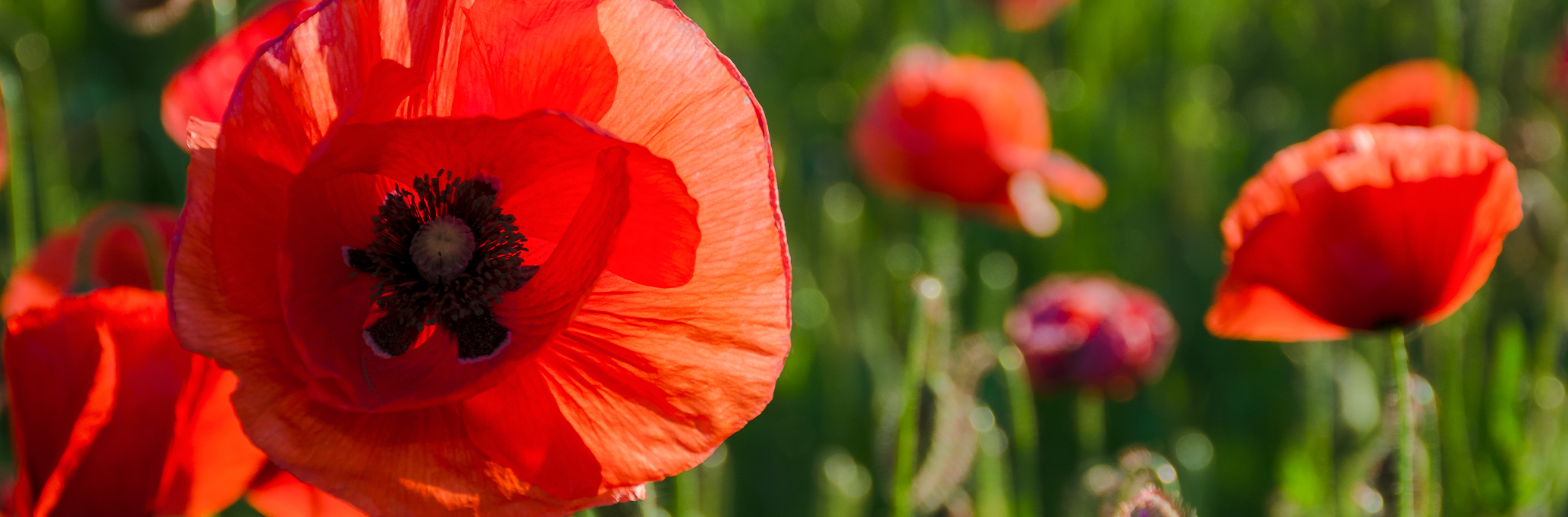 Anzac Day Store Hours!