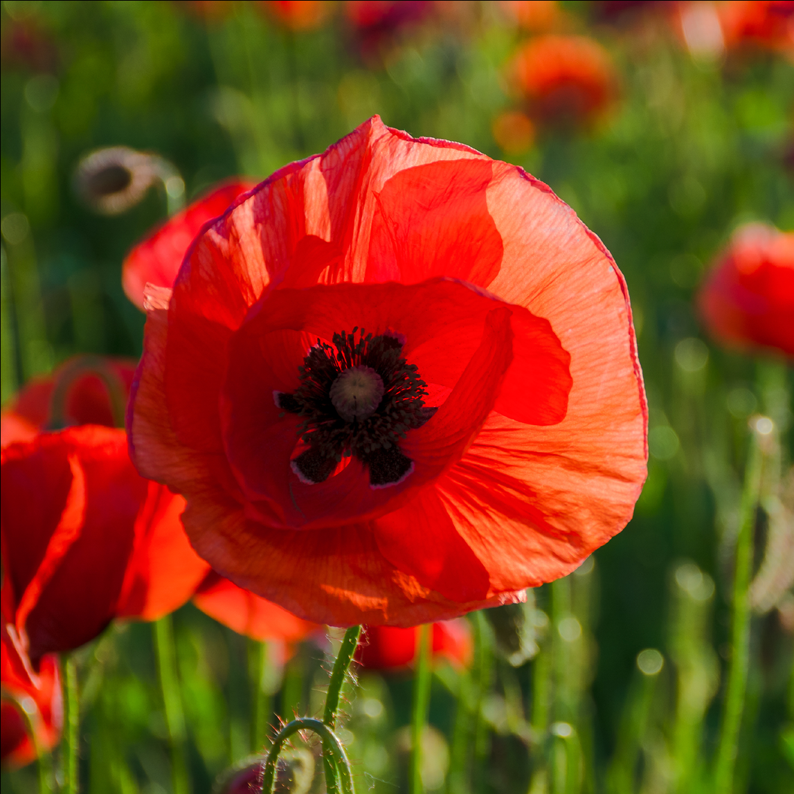 Anzac Day Store Hours!